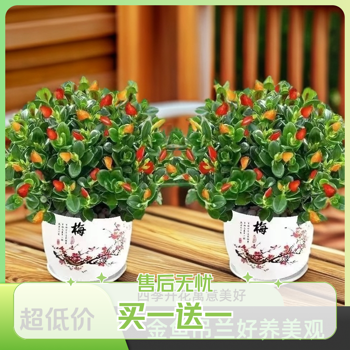 【买1盆送1盆】混色金鱼吊兰耐寒耐热花卉绿植室内外阳台庭院好养花