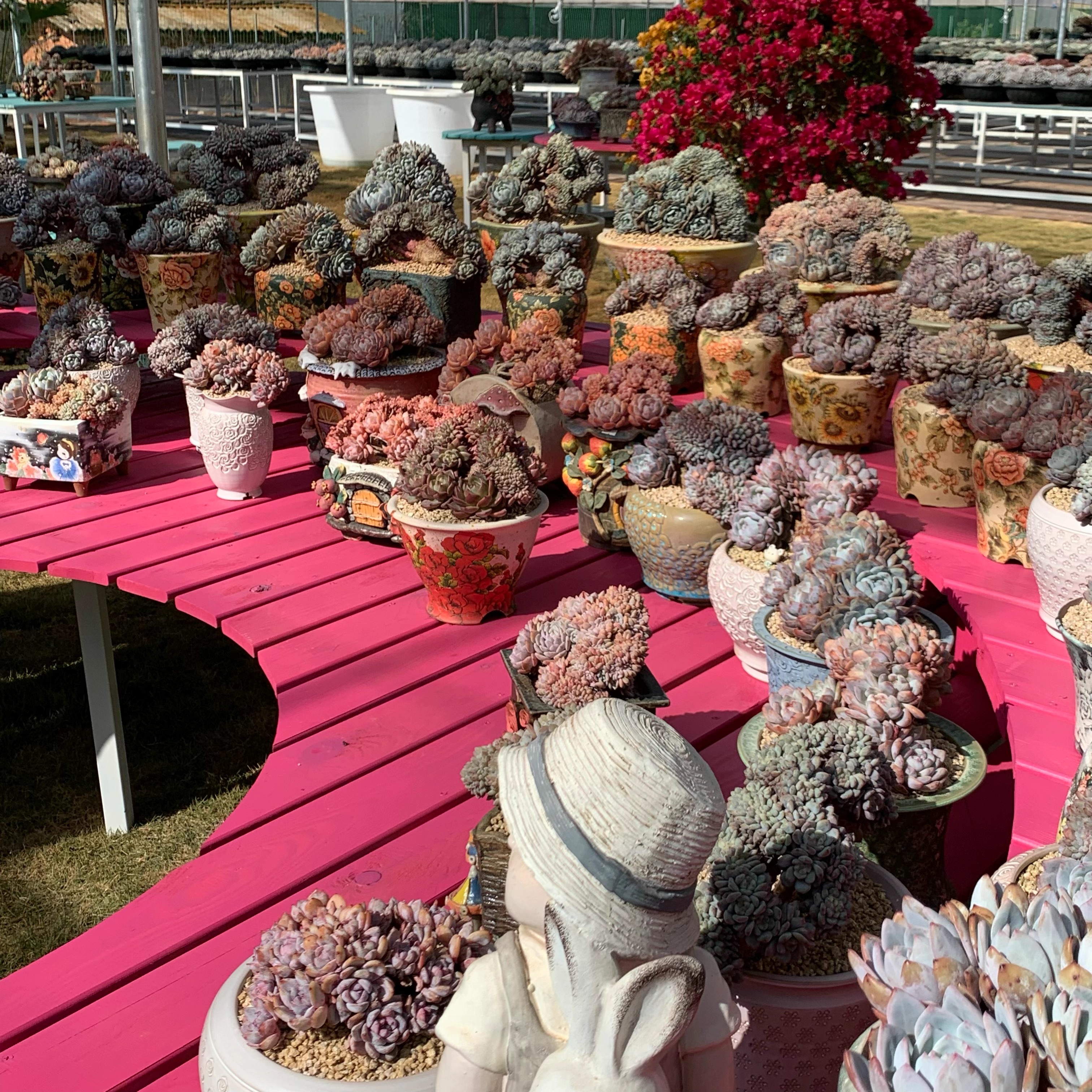 多肉植物，控养多肉精品多肉老桩