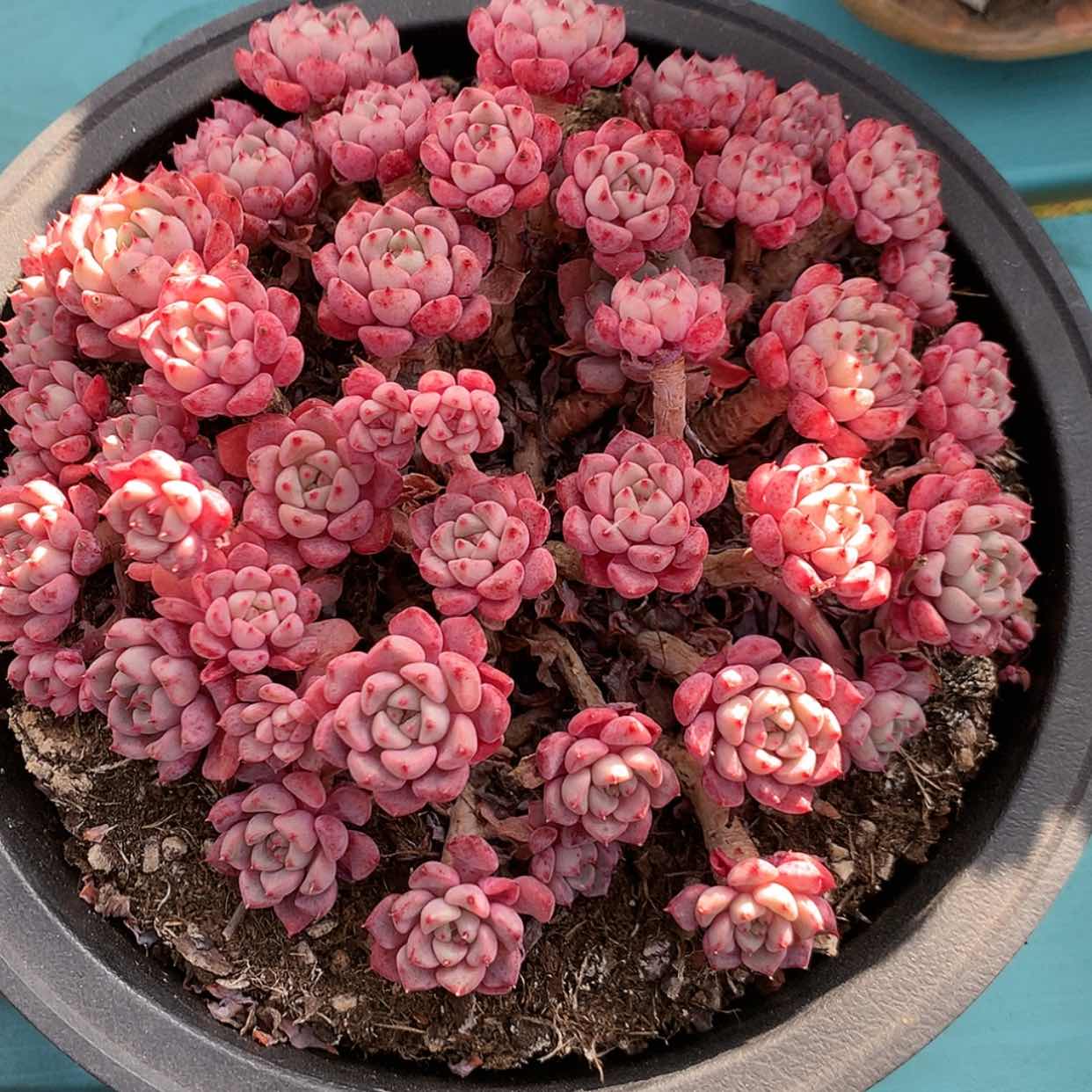 【闪购商品】粉色贝拉