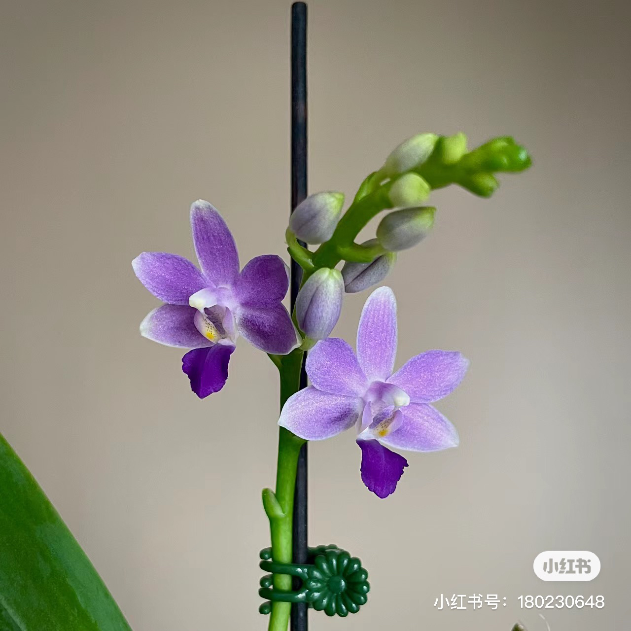 花苗【原生台湾品蓝星2.8无花剑基地直发有破损