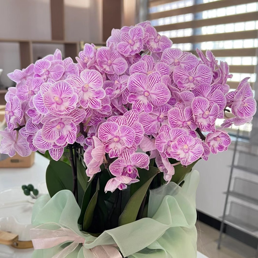 花苗【樱花】3.0寸无剑苗子发没有花没有剑丰花有叶片损