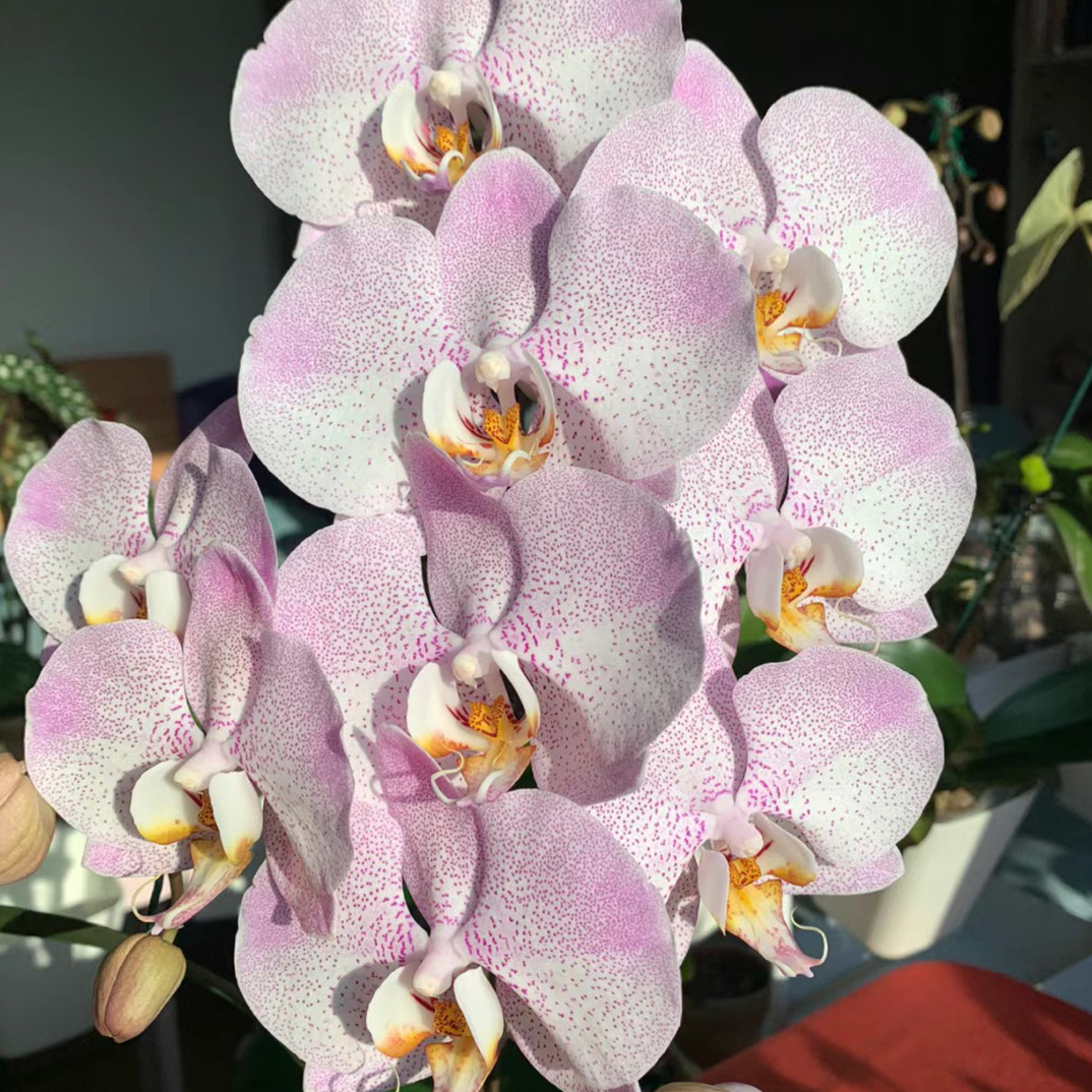 花苗【奥尔堡】花苗3.5寸无花剑四季开花大花