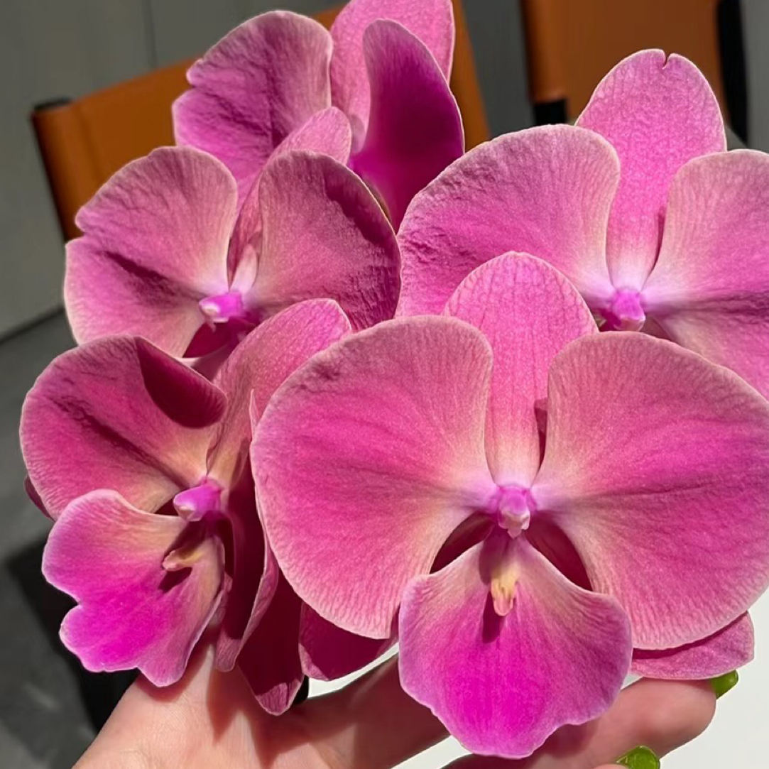 花苗【0783苗3.5寸没有剑基地直供蝴蝶兰