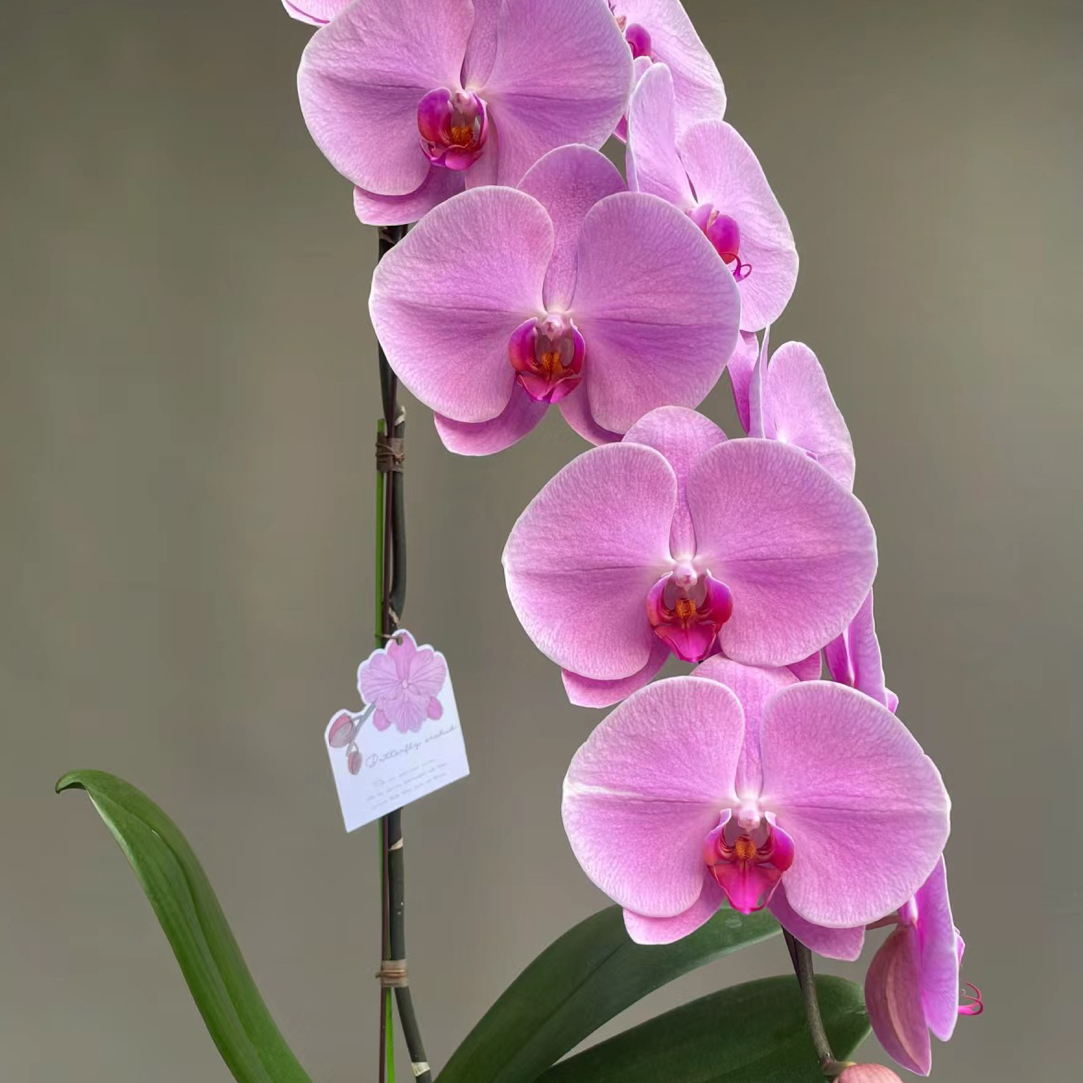 粉色蝴蝶兰【粉冠军】花苗大花品种3.5寸无花剑破损