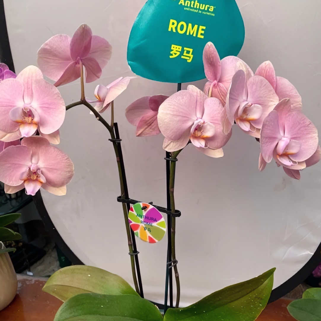 蝴蝶兰花苗【罗马】2.8寸无剑双苗高端花卉叶片瑕疵完美主义勿拍
