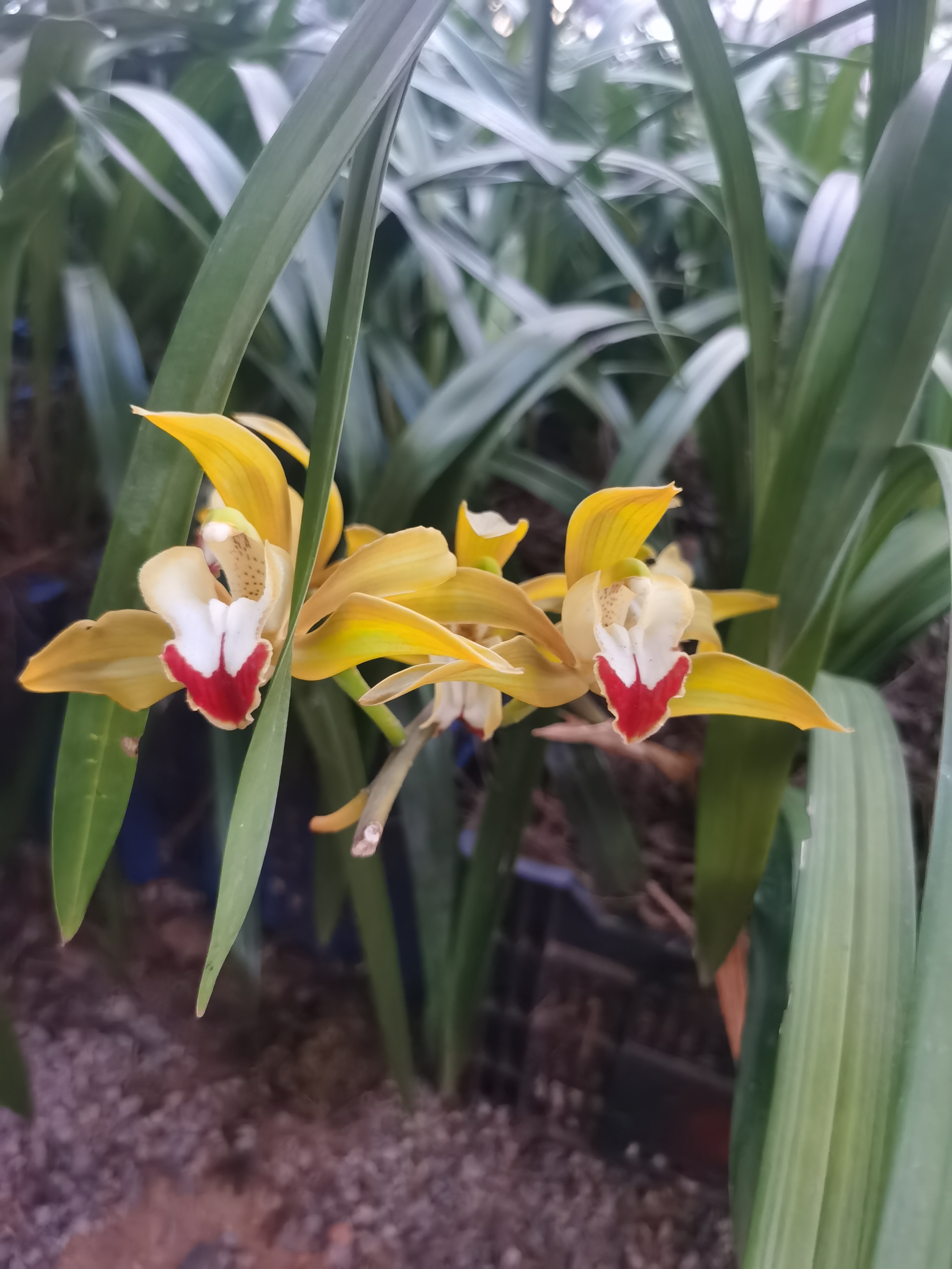 胭脂红，越开越漂亮！兰花盆栽兰花草绿植室内盆栽家用