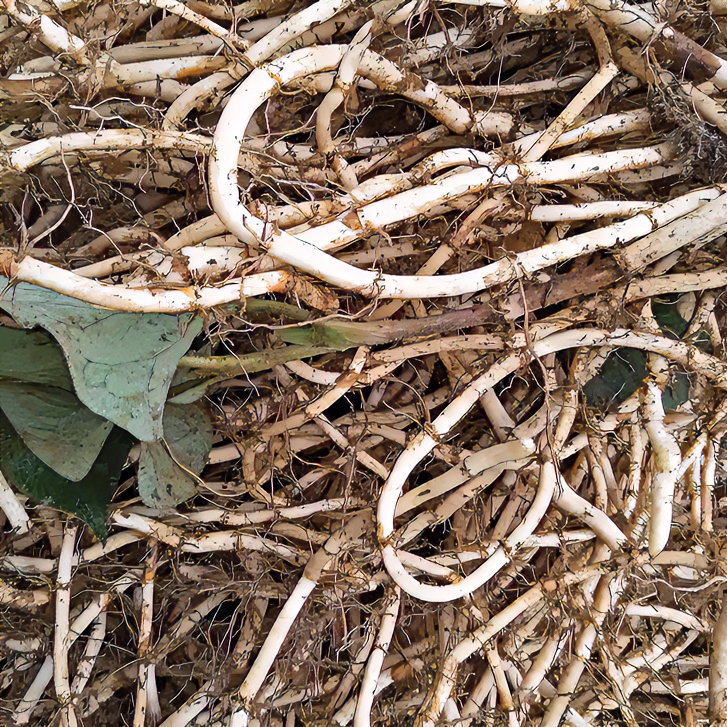 贵州新鲜现挖折耳根贵州特产折耳根1斤起农产品食用