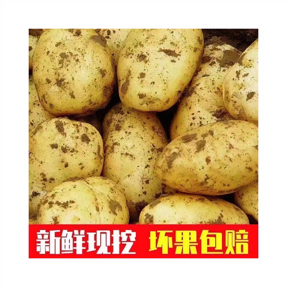 精选优质黄心土豆洋芋现挖现发马铃薯粉糯面洋芋5斤绿色农家多种