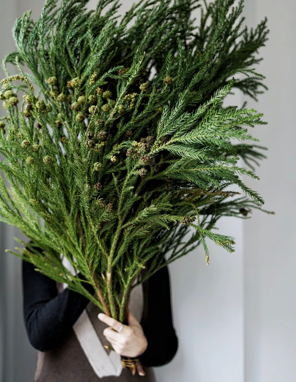 仙女松 圣诞氛围感花材 云南基地直发