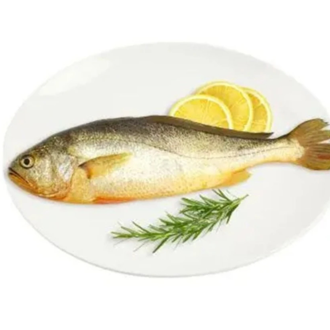 冰鲜黄花鱼一条处理好500g左右