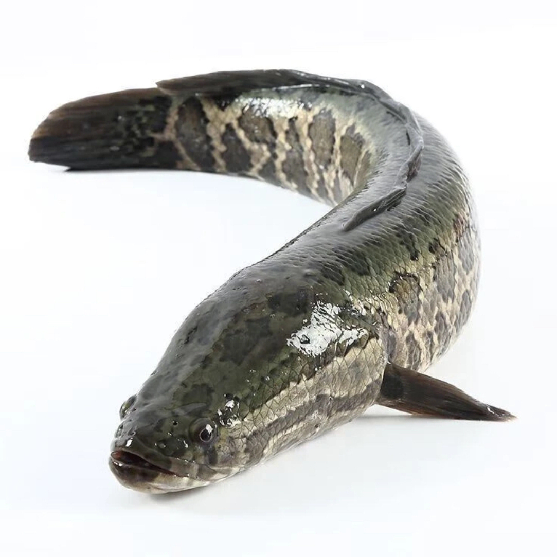 鲜活黑鱼一条1150g