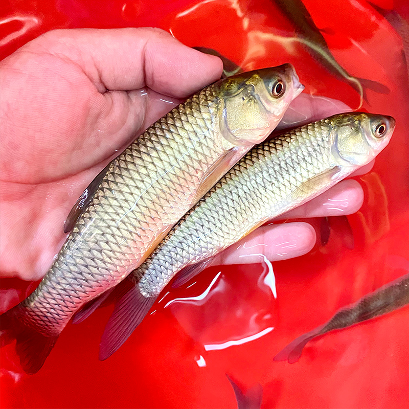 广东佛山草鱼皖鱼四大家鱼淡水水族活体宠物观赏鱼