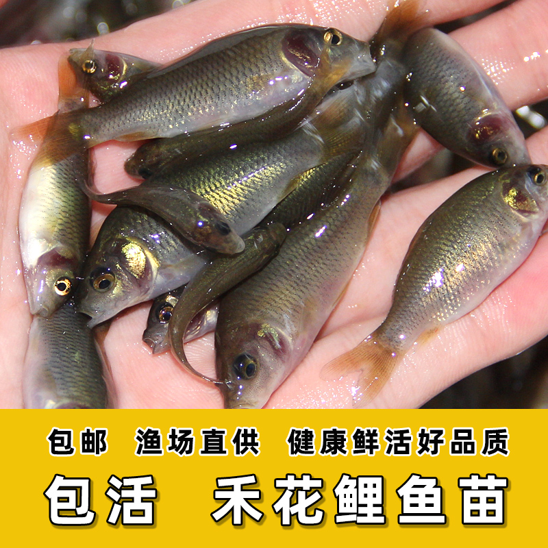 禾花鲤苗禾花鱼鲤鱼苗淡水食用稻田鱼淡水水族活体 宠物观赏鱼