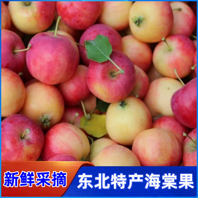 东北沙果海棠果新鲜水果海棠红小苹果源产地现摘现发当季