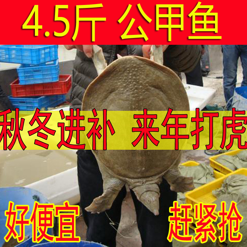 【五年精品】 4.5斤1只 青黄背 黄油公甲鱼鲜活（包活送达 死了包赔）