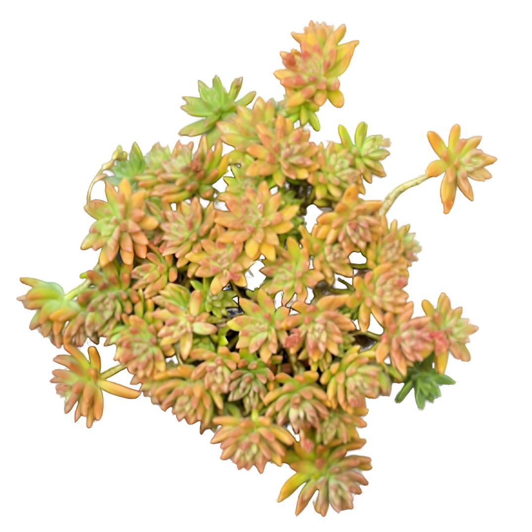 老桩秋丽（土球发货25cm）种缺口盆瀑布桩新手好养基地直发