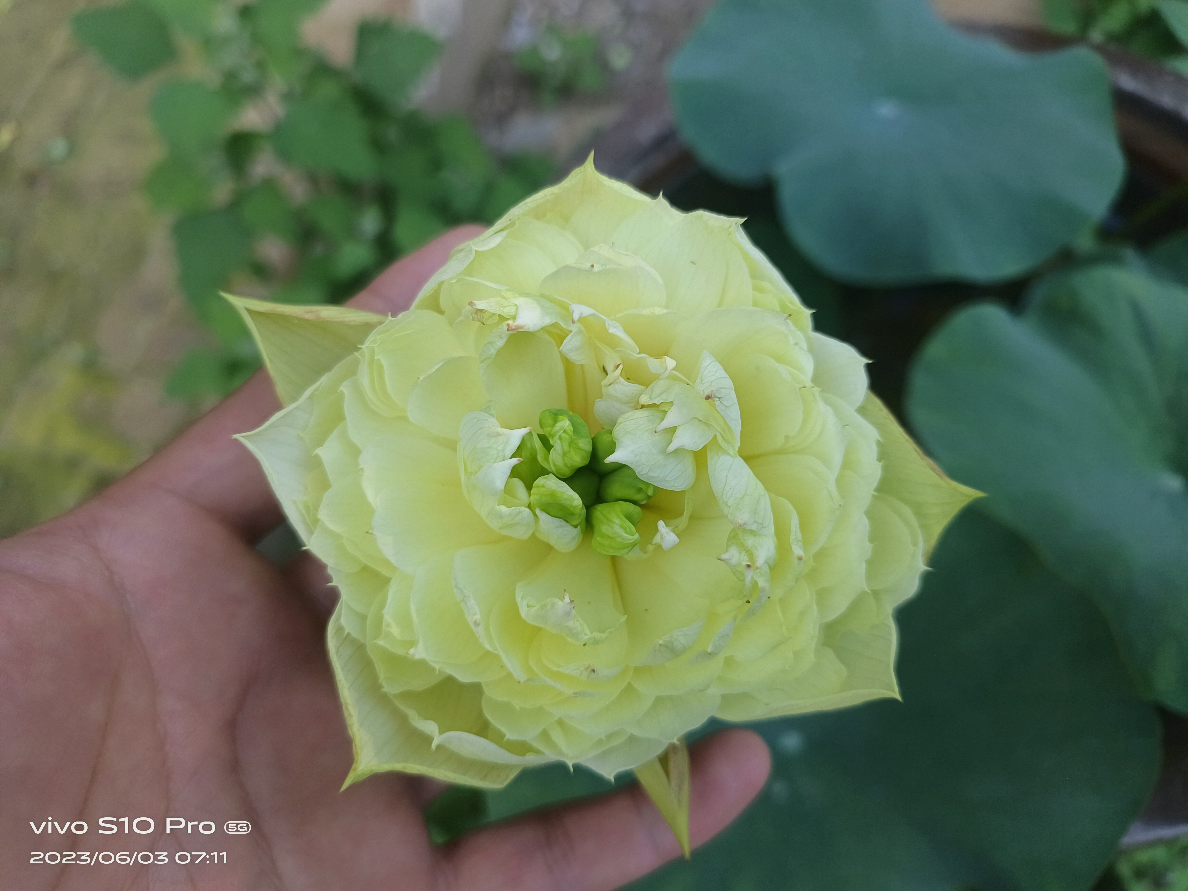 无品牌枫榆院盆景