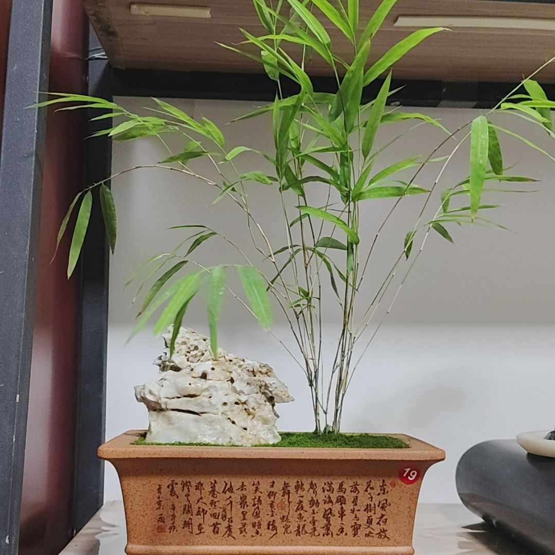 盆景，内门竹，太湖石