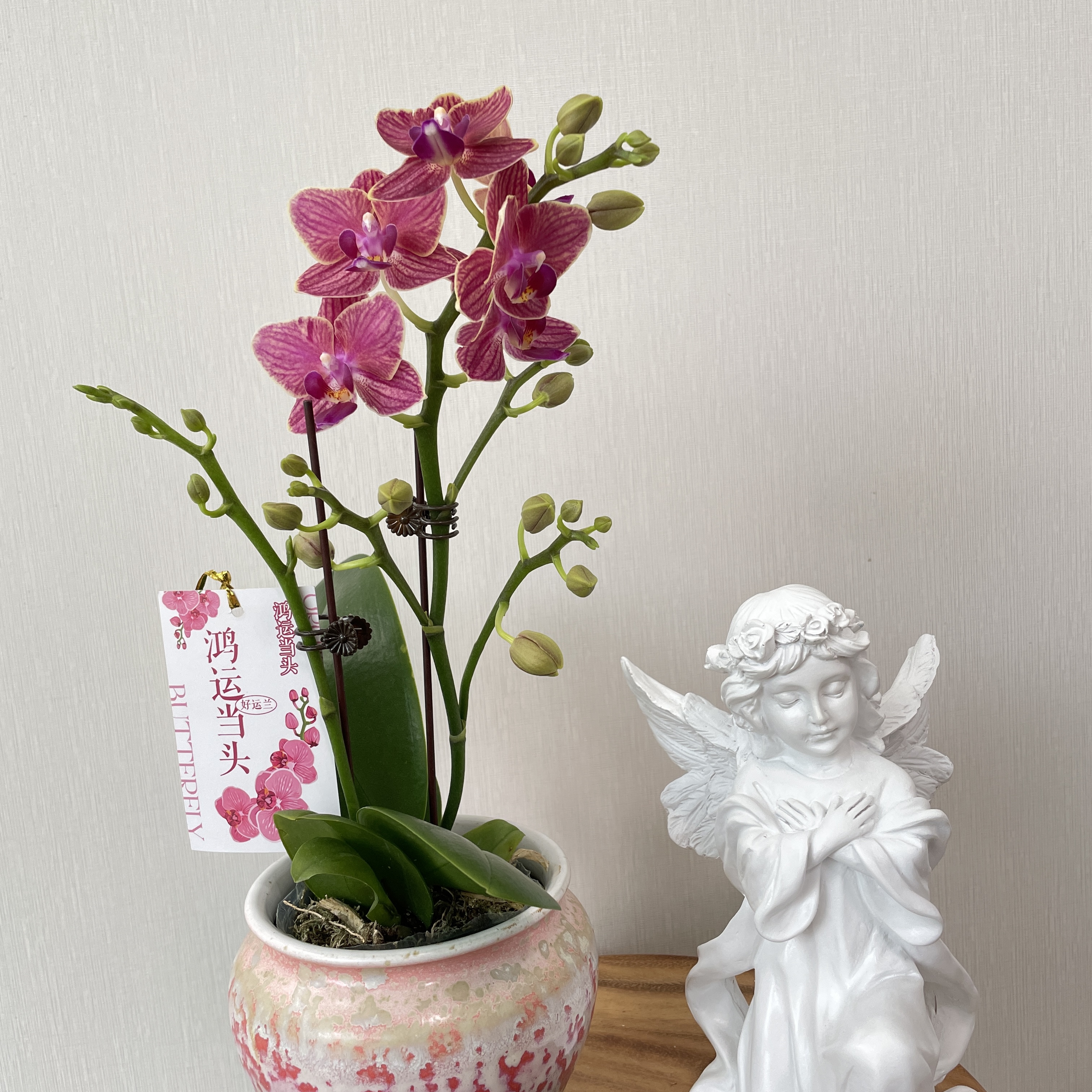 金彩（3.5带花发货）