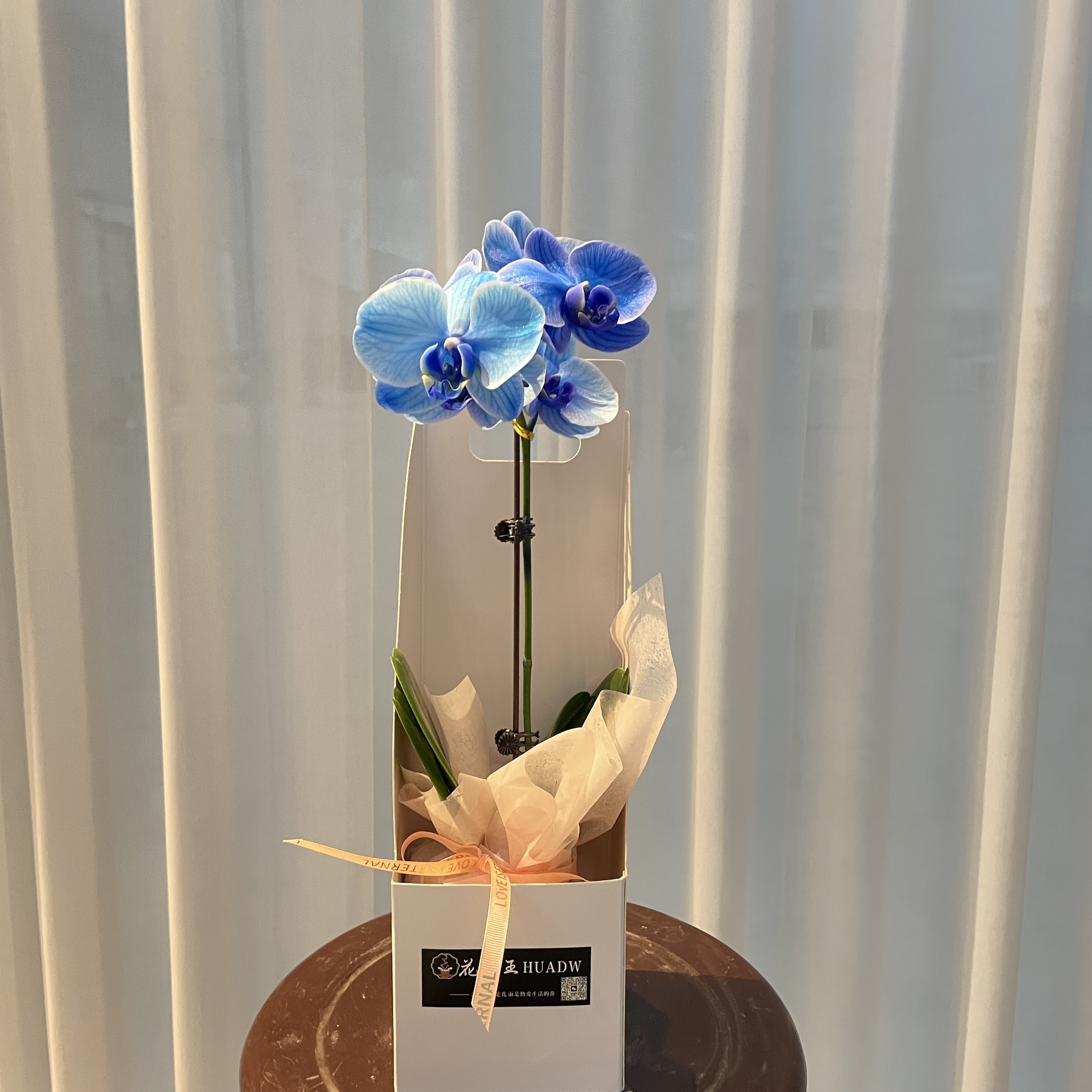 花大王蝴蝶兰【马卡龙】  吸色蓝色蝴蝶兰  基地直发