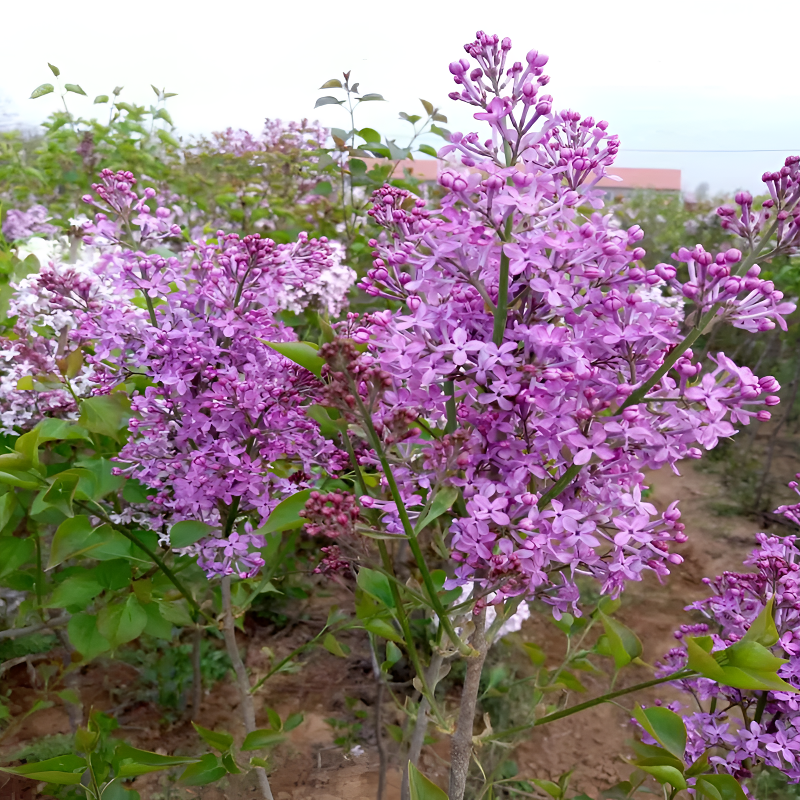 适用花园丁香花树苗紫丁香花苗四季盆栽地栽南北方耐寒庭院藤植物