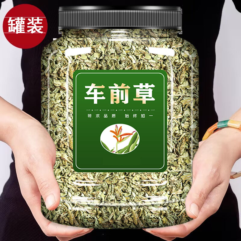 车前草新货车前草晒干车前草泡水煮水
