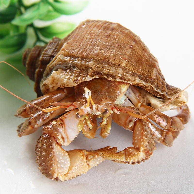 【精挑中大号带壳活发】野生虾怪海怪食用寄居蟹海鲜【保鲜不包活】