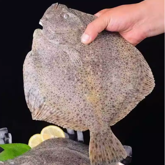 海捕多宝鱼  到手4条 深海 新鲜冷链发货