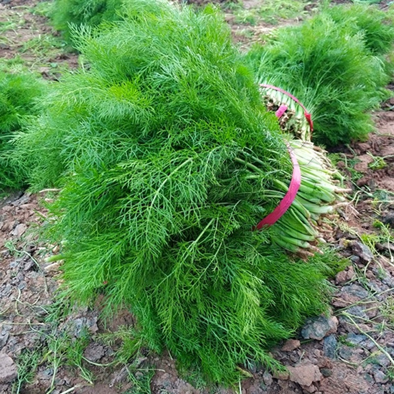 割茬小茴香种子小茴香种籽庭院菜种子阳台盆栽种菜四季播蔬菜种子