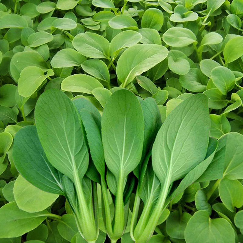 鸡毛菜种子四季播种速生青菜种籽庭院菜种子阳台盆栽种菜蔬菜种子