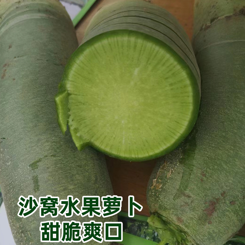 沙窝水果萝卜种子青萝卜种籽庭院菜园菜种子盆栽秋季播种蔬菜种子