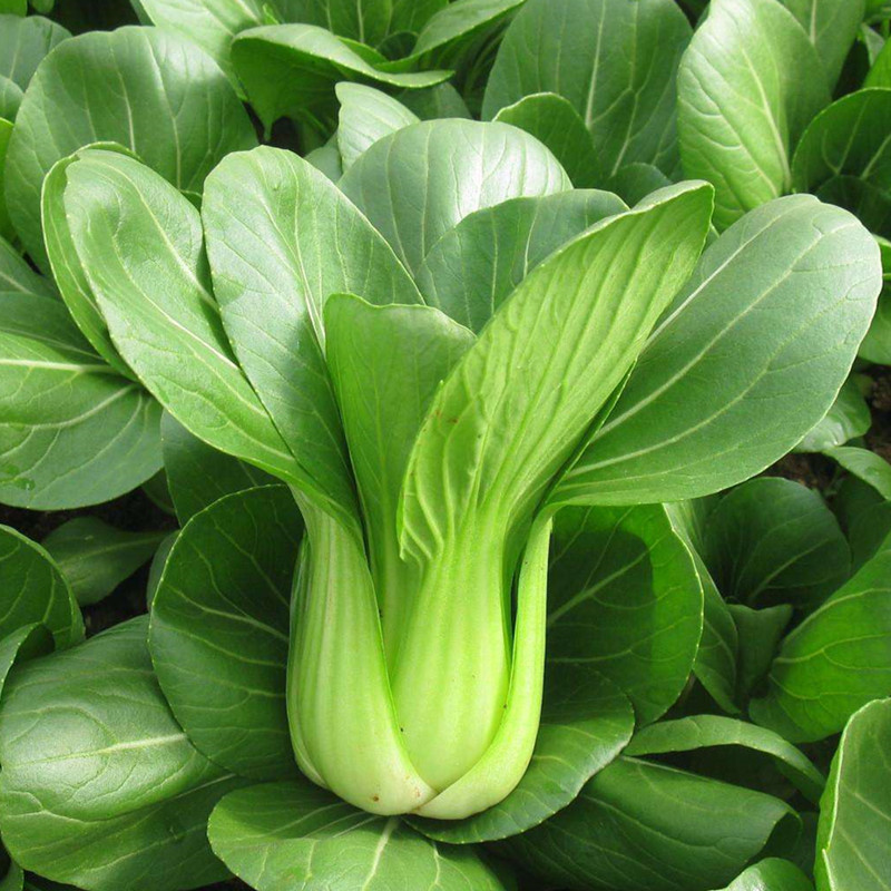 上海青种子油菜种籽四季播青菜籽庭院菜种子菜园阳台盆栽蔬菜种子