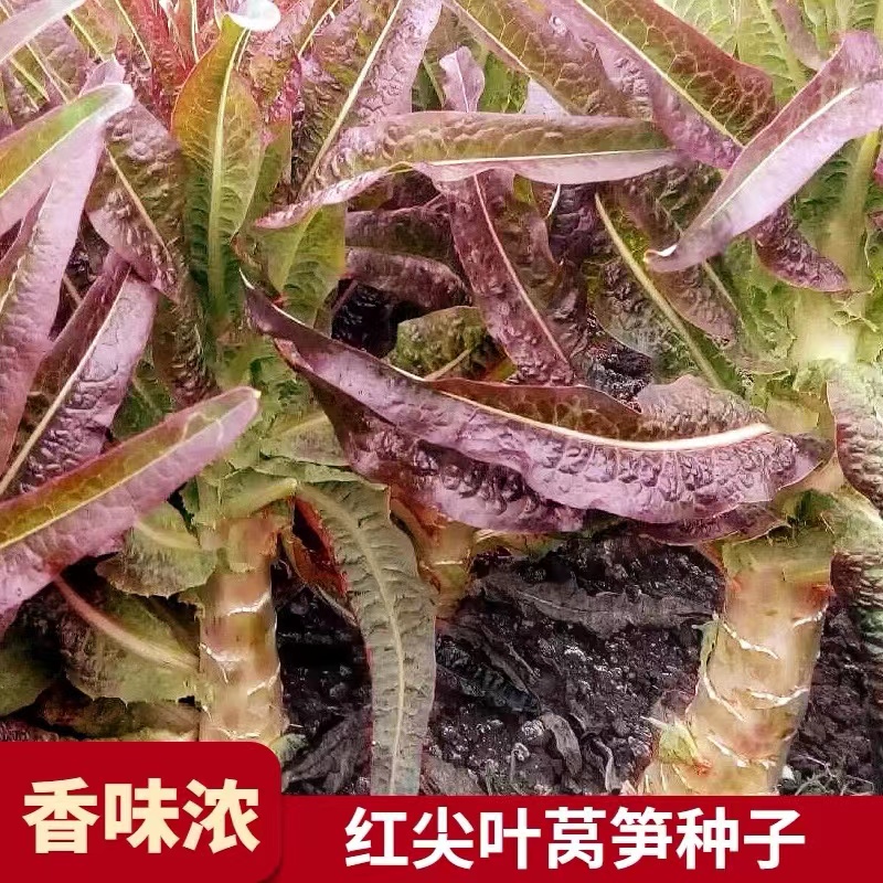 红莴笋种子莴苣种籽四季播阳台盆栽菜种籽庭院小院菜种子蔬菜种子