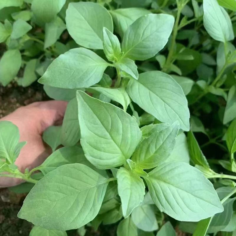 河南大叶荆芥种子野菜籽四季播盆栽庭院菜种子阳台易种菜蔬菜种子