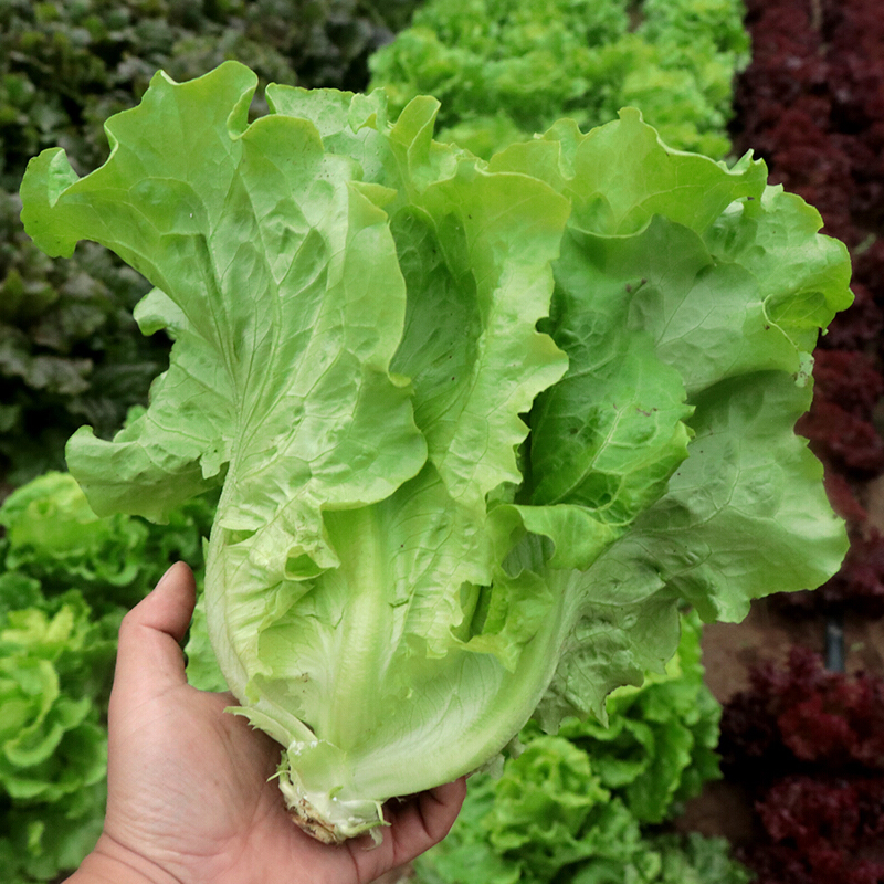 意大利生菜种子四季播种生菜种籽庭院菜种籽菜园阳台盆栽蔬菜种子