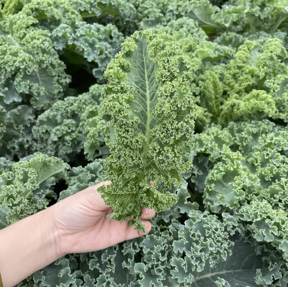 羽衣甘蓝种子甘兰种籽阳台四季盆栽菜籽家庭菜种子小院蔬菜种子孑