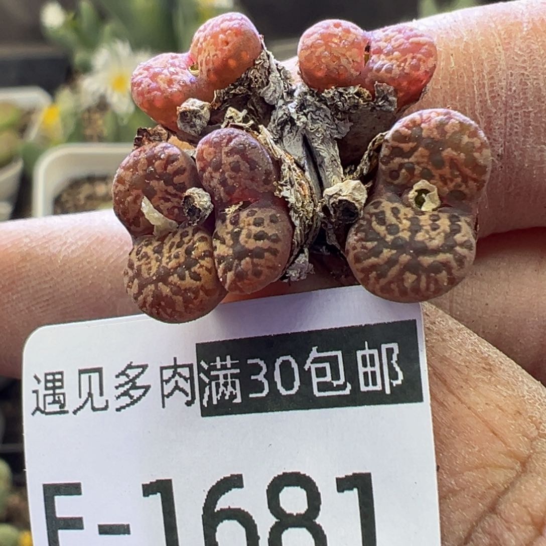 多肉植物1111111111111