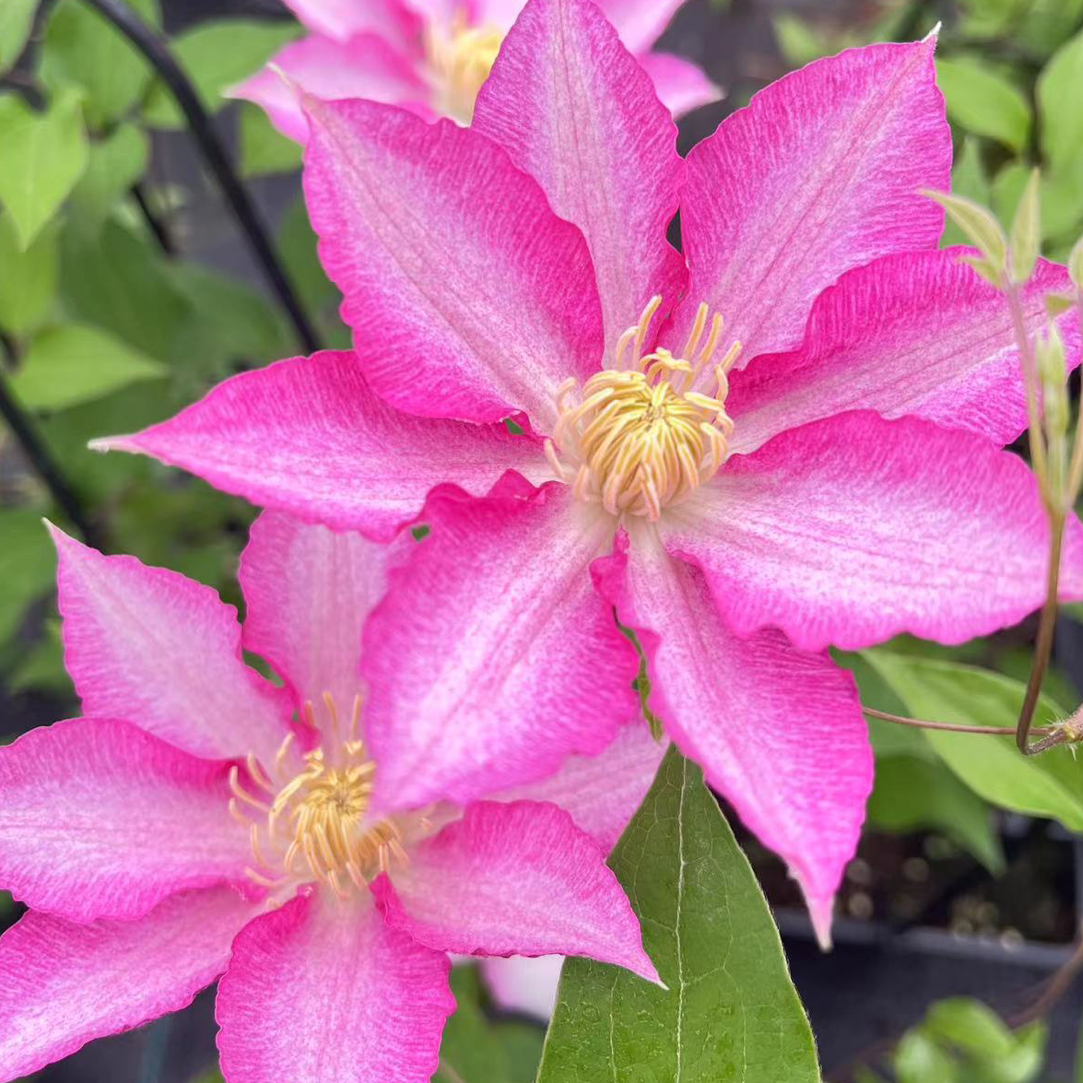 起初铁线莲中大苗 八桥 爬藤阳台花园庭院地栽植物