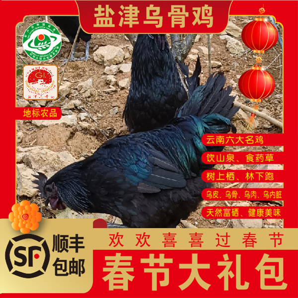 滇凤直播间老母鸡种公鸡云南高山散养乌骨鸡跑山鸡活鸡发货
