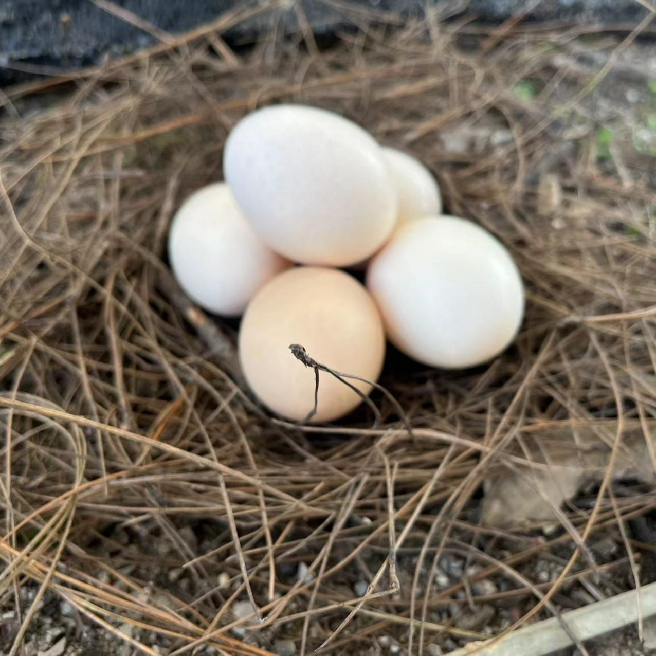 云南盐津乌骨鸡土鸡蛋纯正土鸡蛋30枚