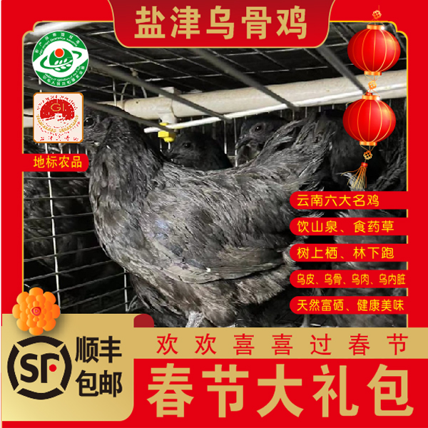 N直播间60日龄鸡仔拍3送1共4只 散养乌骨鸡土鸡