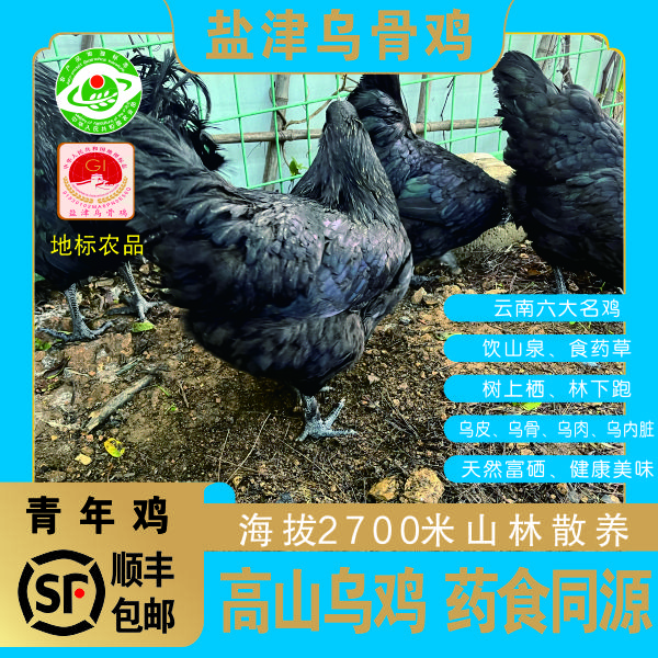 [高原乌骨鸡]专属青年鸡单只2.5斤以上顺丰发活鸡散养乌骨土鸡