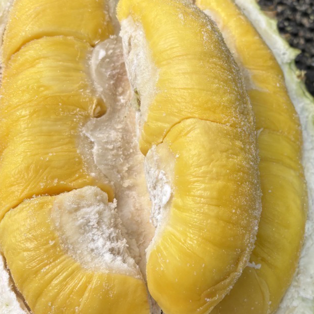 猴子马来西亚液氮冷冻进口的D197