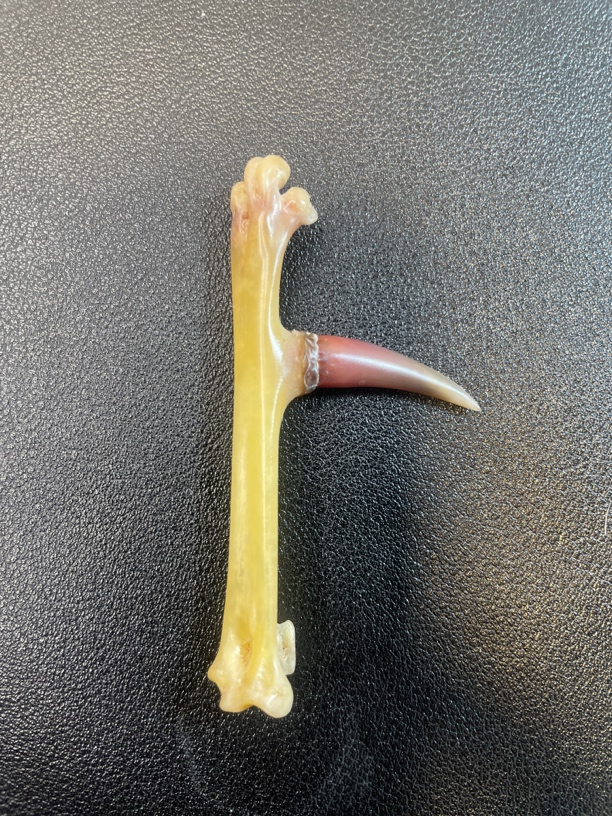 鸡爪骨手把件母鸡粉色小蹬单只