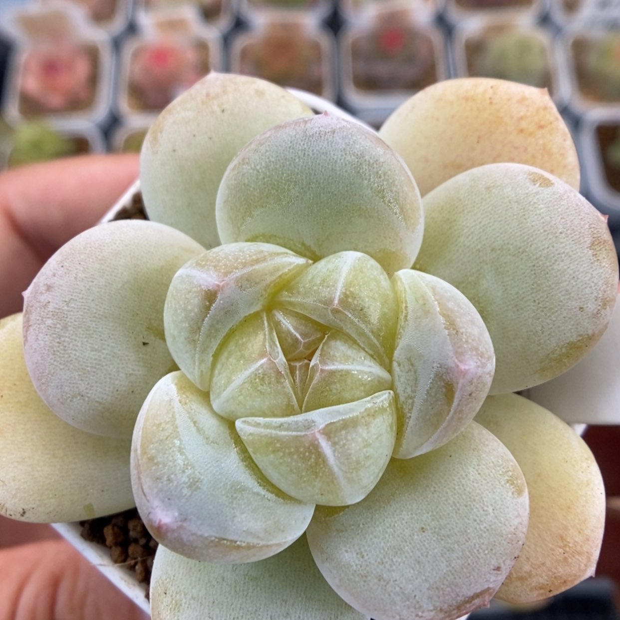 【闪购商品】1212-025