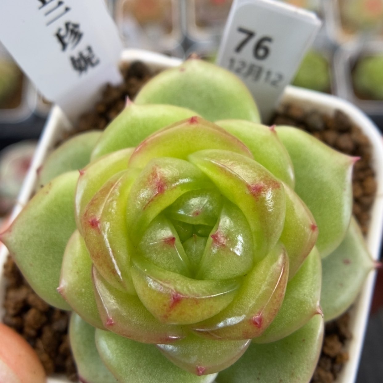 【闪购商品】1212-76