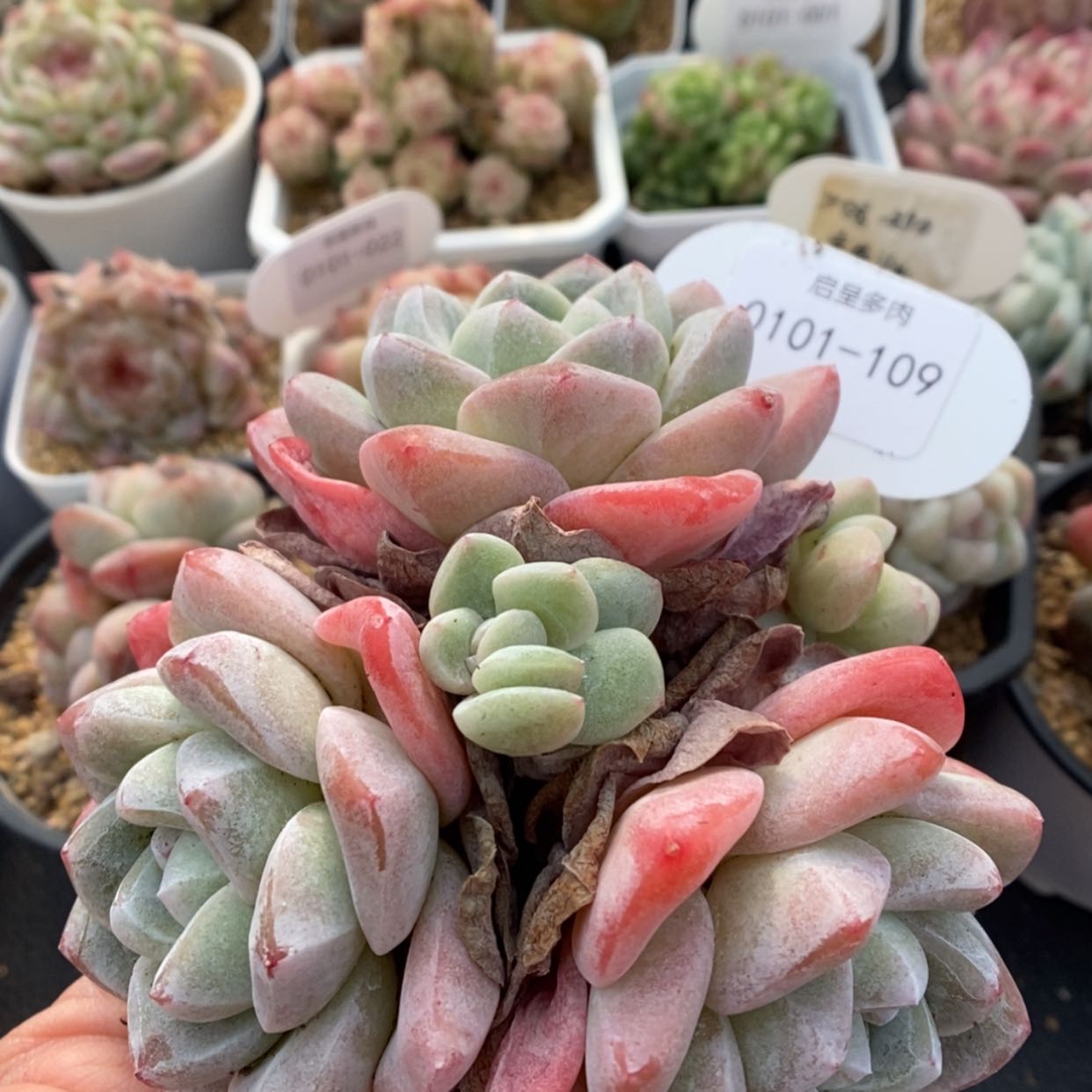 【闪购商品】0101-109