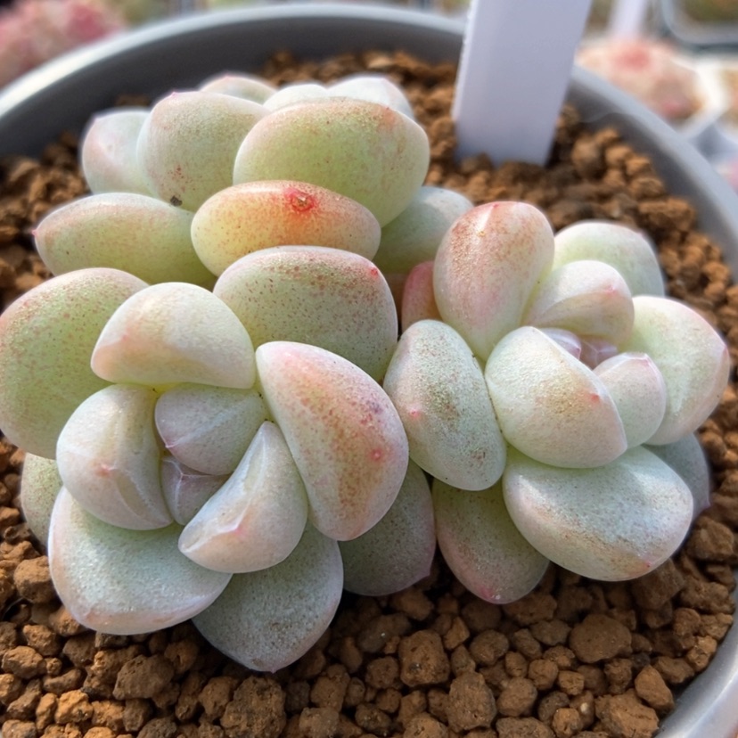 【闪购商品】0106-236