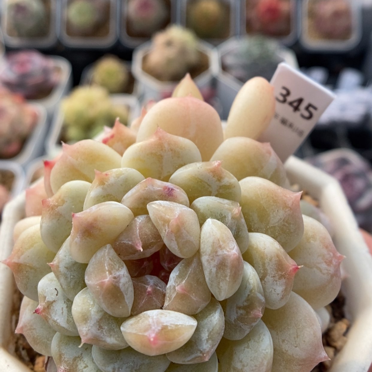 【闪购商品】1231-345