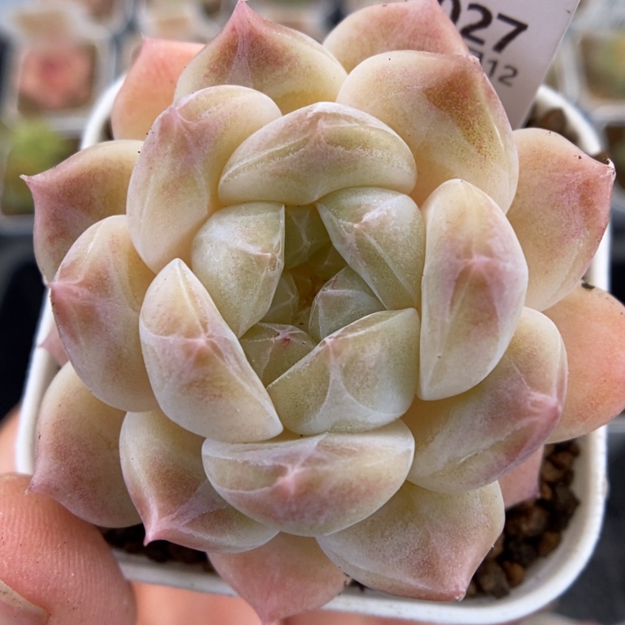 【闪购商品】1212-027